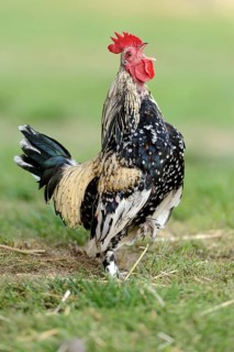 Bantam chicken