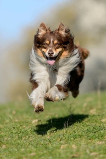 Australian Shepherd
