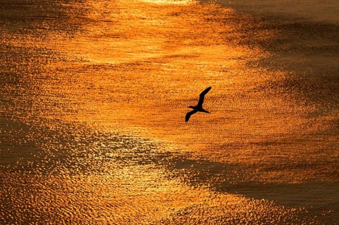 Northern gannet