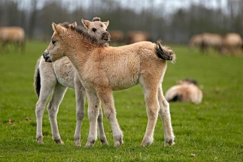 Wild Horse Duelmen