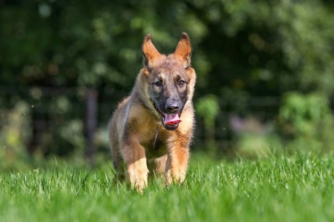 German Shepherd Dog