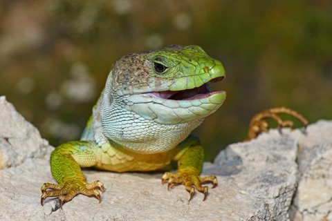 Scaled lizard