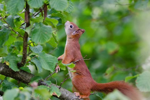 Eurasian red squirrel