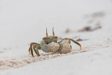 Horny-eyed ghost crab