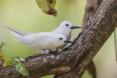 White tern