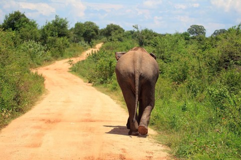 Asian elephant