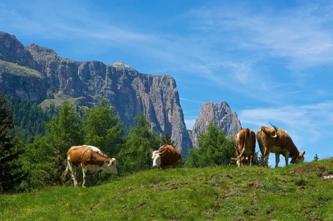 Alpe di Siusi with Sciliar