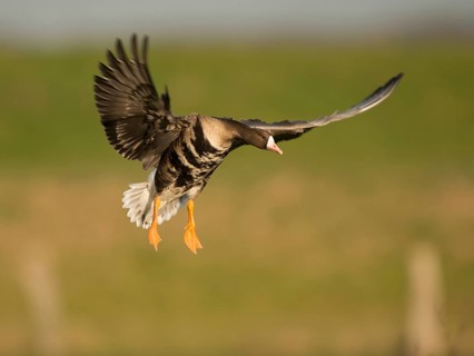 Greater white fronted goose