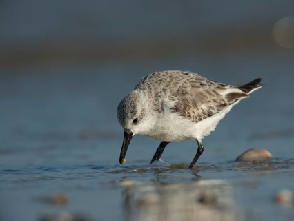 Sanderling