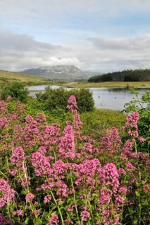 View of Mount Errigal from Gweedore