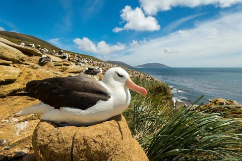 Black-browed Albatross
