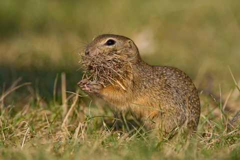 European ground squirrel