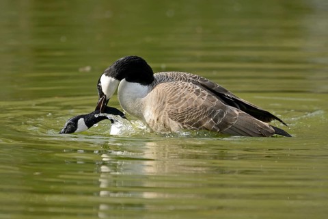 Canada Goose
