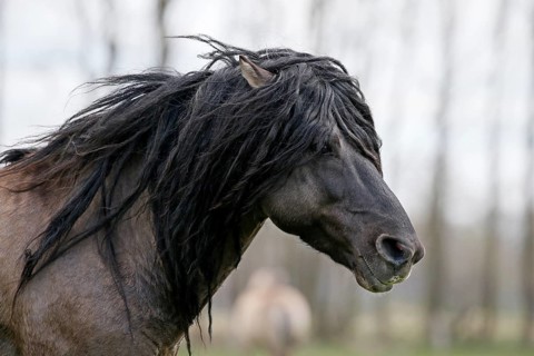 Wild Horse Duelmen