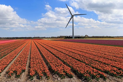 Blooming tulip field near Alkmaar