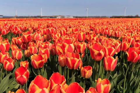 Blooming tulip field near Alkmaar