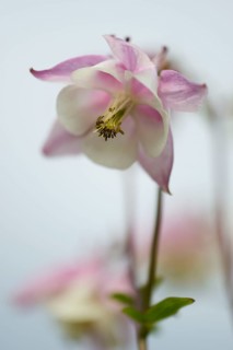 European columbine