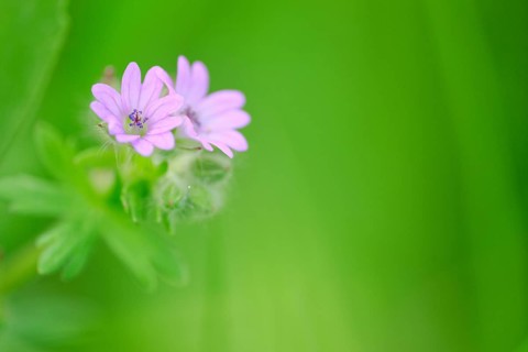 Herb Robert