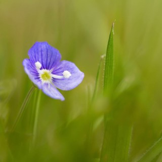 Germander Speedwell