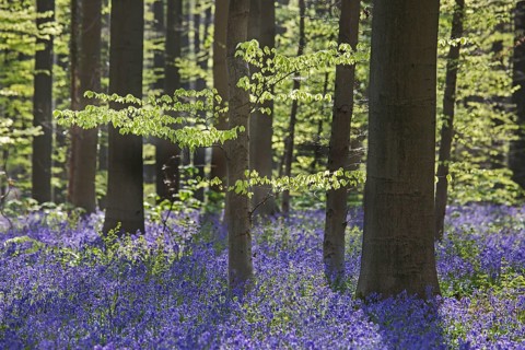 Bluebell