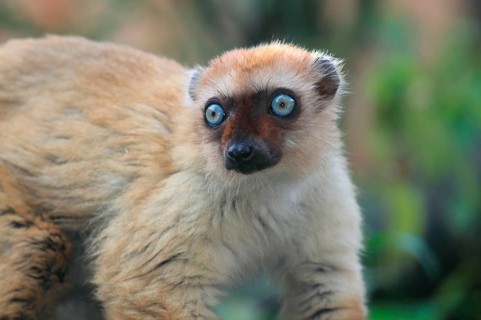 Blue-eyed lemur