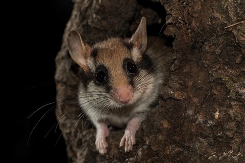Garden dormouse