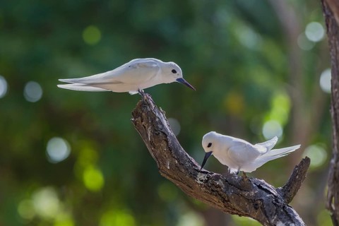 White tern