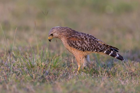 Red-shouldered hawk