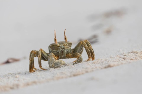 Horny-eyed ghost crab