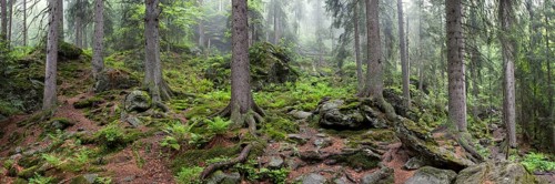 Primeval forest in Hoellbachgespreng