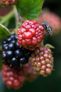 Blackberry