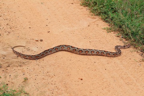 Indian python