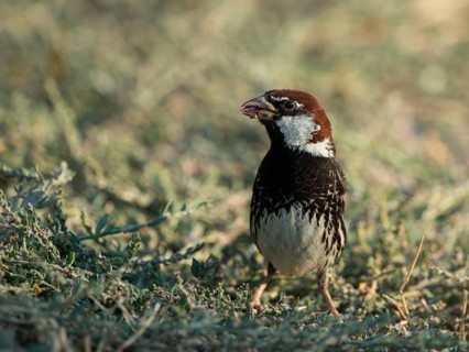 Spanish Sparrow