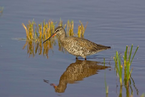 Dunkler Wasserlaeufer