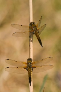 Four-spotted Darter