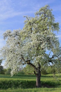Birnbaum