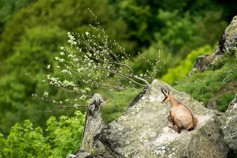 Chamois
