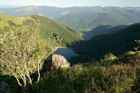Vosges