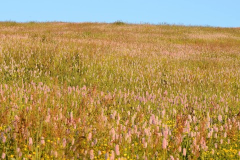 Meadow knotweed