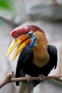 Knobbed Hornbill