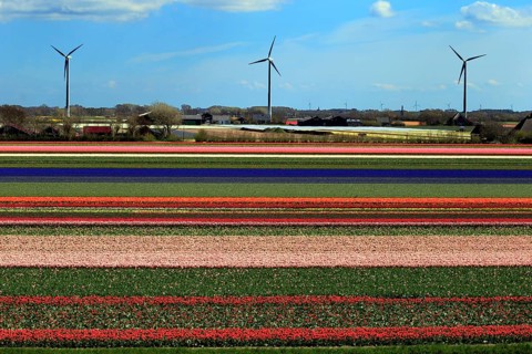 Blooming tulip field near Alkmaar