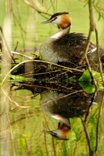 Great crested grebe