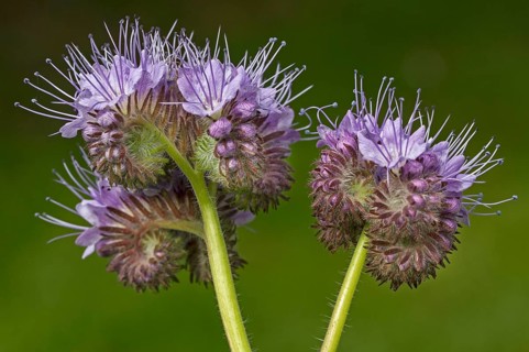 Lace Phacelia