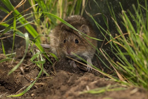 Common vole