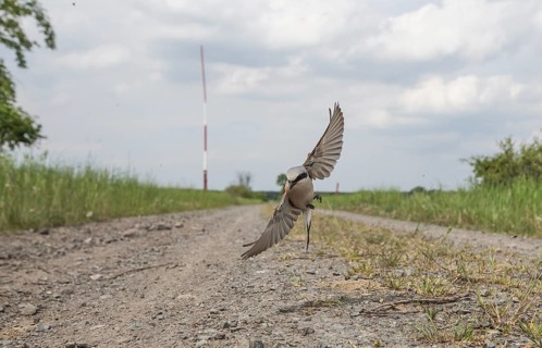Red-backed Shrike