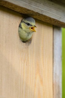 Boy Blue tit