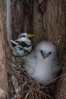 White-tailed tropicbird