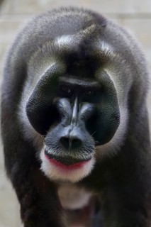 Drill animal