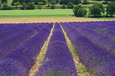 Lavender fields near Sault