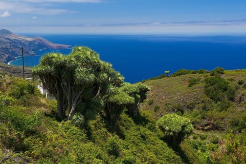 Dragon trees on the north coast of La Palma